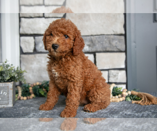 Medium Photo #18 Goldendoodle (Miniature) Puppy For Sale in HOLMESVILLE, OH, USA