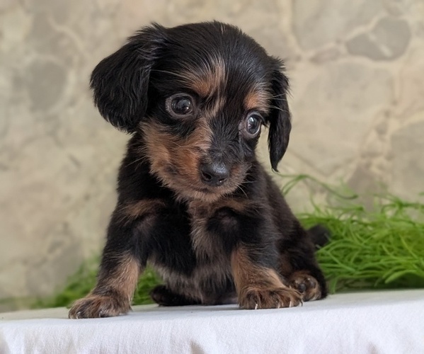 Medium Photo #10 Dachshund Puppy For Sale in GOSHEN, IN, USA