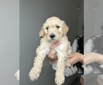 Small Photo #3 Goldendoodle Puppy For Sale in BAKERSFIELD, CA, USA
