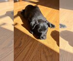 Small Photo #2 Labrador Retriever-Pembroke Welsh Corgi Mix Puppy For Sale in pomfret, CT, USA