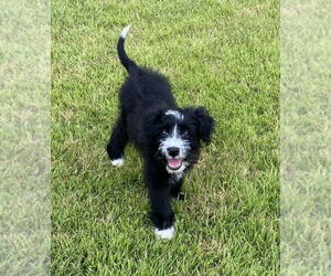 Bearded Collie Dogs for adoption in FRAMINGHAM, MA, USA