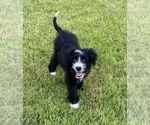 Small Bearded Collie