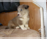 Small Photo #47 Australian Shepherd-Pembroke Welsh Corgi Mix Puppy For Sale in GALLEGOS, NM, USA