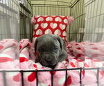 Small Photo #3 Cane Corso Puppy For Sale in SACRAMENTO, CA, USA