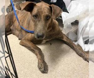 Doberman Pinscher Dogs for adoption in Bakersfield, CA, USA