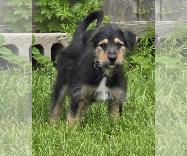 Medium Photo #3 Poodle (Standard)-Unknown Mix Puppy For Sale in Clarkston, MI, USA