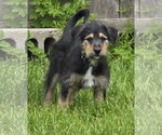 Small Photo #3 Poodle (Standard)-Unknown Mix Puppy For Sale in Clarkston, MI, USA