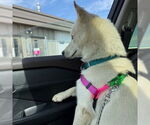 Small #39 Huskies  Mix