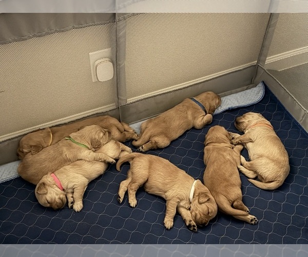 Medium Photo #1 Golden Retriever Puppy For Sale in DENISON, TX, USA