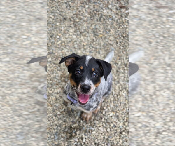 Medium Photo #4 Australian Shepherd-Unknown Mix Puppy For Sale in Garden City, NY, USA
