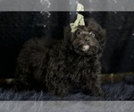 Small Photo #6 Poodle (Toy) Puppy For Sale in WARSAW, IN, USA