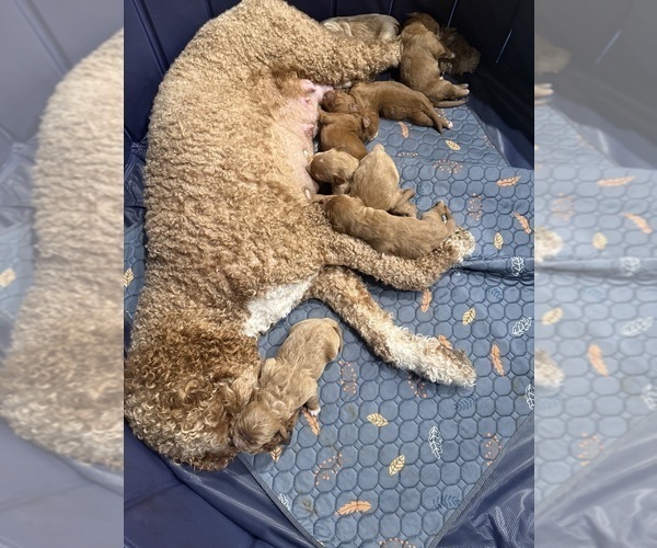 Medium Photo #13 Goldendoodle Puppy For Sale in ORANGEVALE, CA, USA