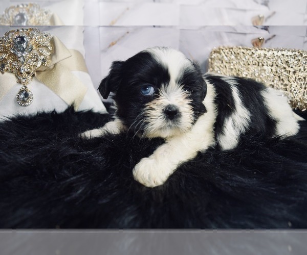 Medium Photo #1 Shih Tzu Puppy For Sale in HAYWARD, CA, USA