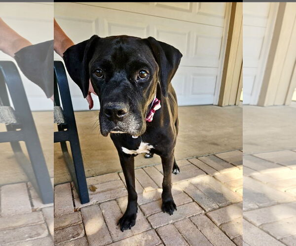 Medium Photo #4 Mutt Puppy For Sale in Euless, TX, USA