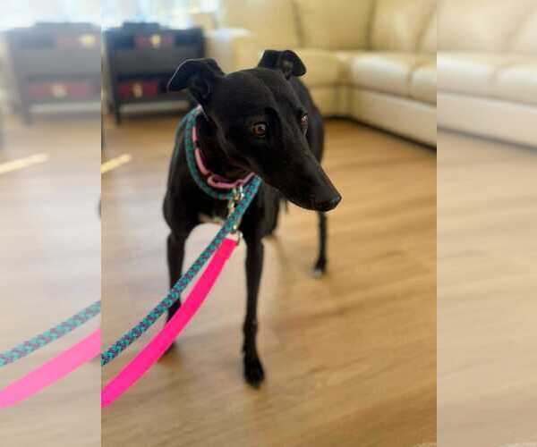 Medium Photo #2 Greyhound Puppy For Sale in Cherry Hill, NJ, USA