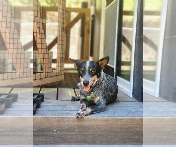 Medium Photo #1 Mutt Puppy For Sale in Paso Robles, CA, USA