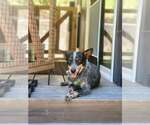 Small Mutt