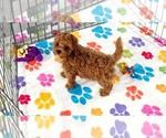 Small #3 Cavapoo (Miniature)-Poodle (Toy) Mix
