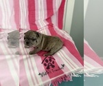 Small #29 French Bulldog