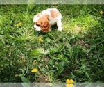 Small #5 Cavalier King Charles Spaniel