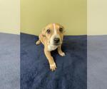 Small Photo #2 Mutt Puppy For Sale in Rockwall, TX, USA