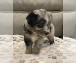 Small Photo #16 Miniature Australian Shepherd Puppy For Sale in TERRELL, TX, USA