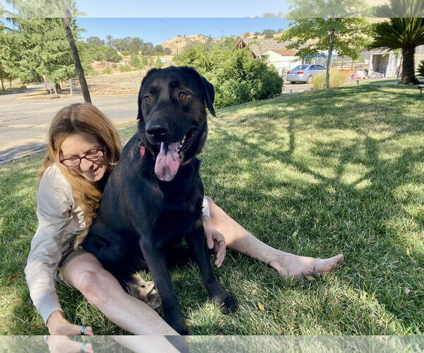 Medium Photo #2 Labrador Retriever-Unknown Mix Puppy For Sale in Clovis, CA, USA