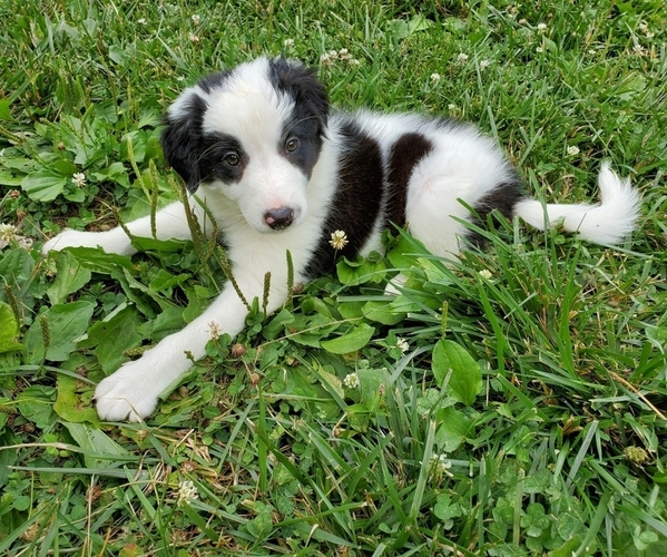 View Ad: Border Collie Puppy for Sale near Pennsylvania ...