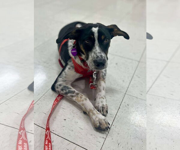 Medium Photo #2 Mutt Puppy For Sale in Minneapolis, MN, USA
