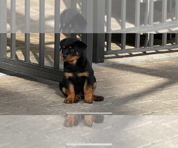 Medium Photo #9 Rottweiler Puppy For Sale in PALM COAST, FL, USA
