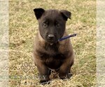 Small #1 Belgian Malinois