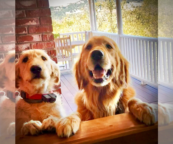 Medium Photo #1 Goldador Doodle Puppy For Sale in ARROYO GRANDE, CA, USA