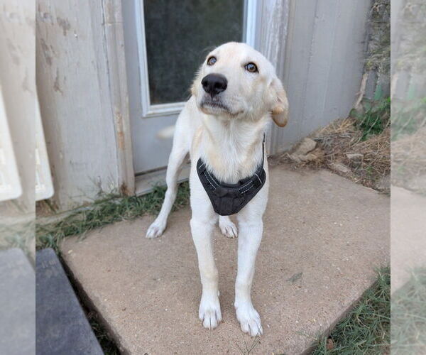 Medium Photo #2 Labrador Retriever-Unknown Mix Puppy For Sale in Vail, AZ, USA