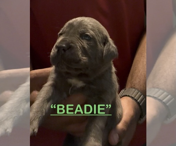 Medium Photo #9 Cane Corso Puppy For Sale in MOUNT MORRIS, MI, USA