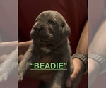 Litter of 8 - Male(s) and Female(s) Cane CorsoLitter of Puppies for Sale - Photo #9