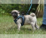 Small #3 Pug