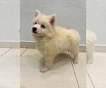 Small #5 Pomsky