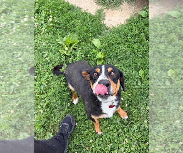 Medium Photo #2 Mutt Puppy For Sale in Pierceton , IN, USA
