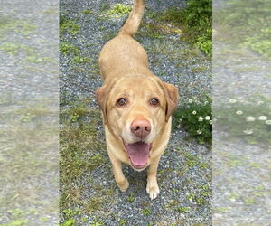 Labrador Retriever Dogs for adoption in Oak Bluffs, MA, USA
