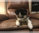 Small Photo #4 Siberian Husky Puppy For Sale in EVERGREEN, CO, USA