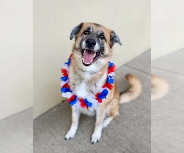 Medium Photo #1 German Shepherd Dog-Unknown Mix Puppy For Sale in McKinney, TX, USA