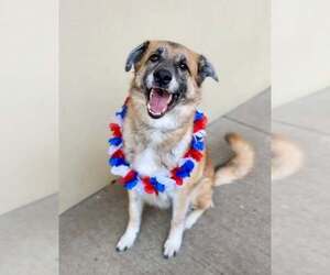 German Shepherd Dog-Unknown Mix Dogs for adoption in McKinney, TX, USA