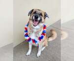 Small German Shepherd Dog Mix