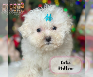 Maltese Puppy for sale in ELMHURST, IL, USA