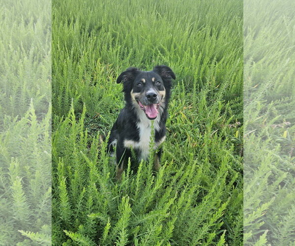Medium Photo #2 Australian Shepherd Puppy For Sale in Thomasville, NC, USA