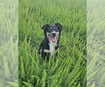 Small #1 Australian Shepherd