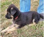 Small Photo #11 German Shepherd Dog Puppy For Sale in HIDDENITE, NC, USA