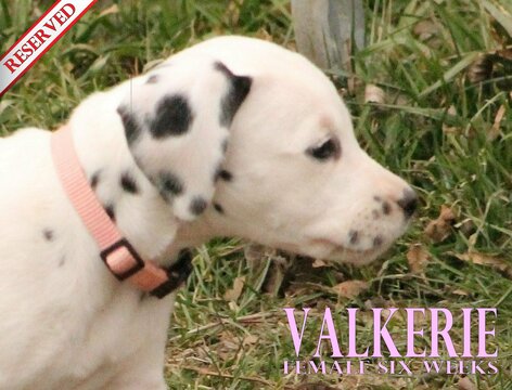 Medium Photo #56 Dalmatian Puppy For Sale in ENID, OK, USA