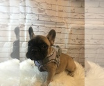 Small Photo #2 French Bulldog Puppy For Sale in ARLINGTON, VA, USA