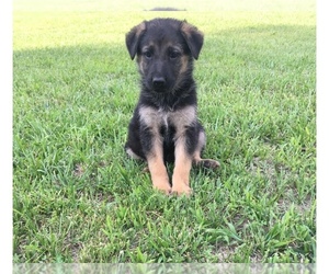 German Shepherd Dog Puppy for sale in HENDERSON, NC, USA